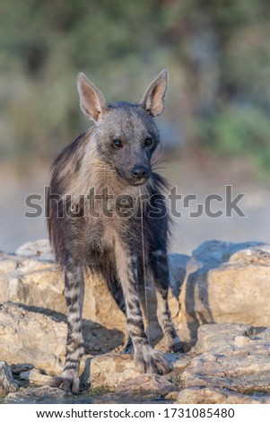 Brown hyena with water dripping from mouth after drinking at waterhole in Kgalagadi Trans Frontier Park