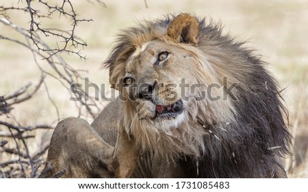 Old male lion with porcupine quills around the mouth scratching its ear