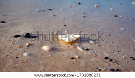 colorful shells on the beach background 