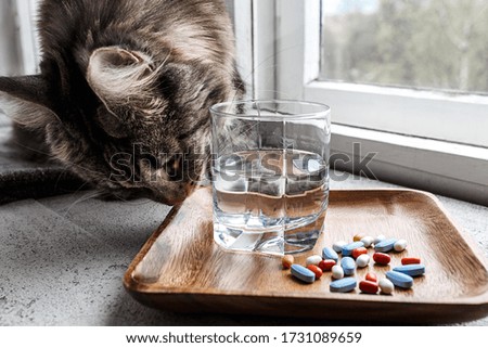 Vitamins for cat. Cat to sniff pills