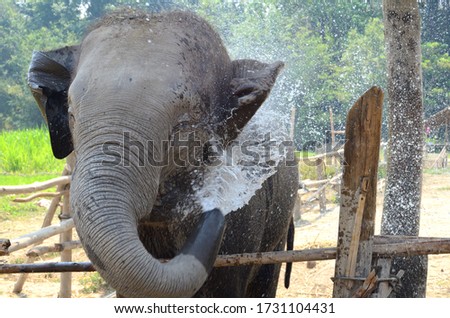 Asian elephant close up pictures