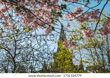 Sakura frames the blue sky, background for text, pink cherry tree flowers