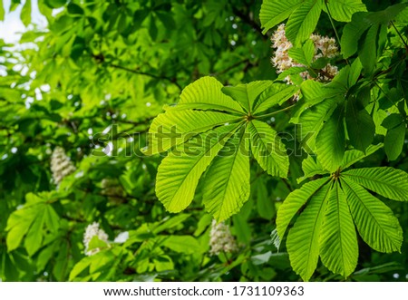 Horse chestnut tree (Aesculus hippocastanum, Conker tree) with blooming flowers. White candles of flowering horse-chestnut against blurred background. Spring concept for natural design Royalty-Free Stock Photo #1731109363