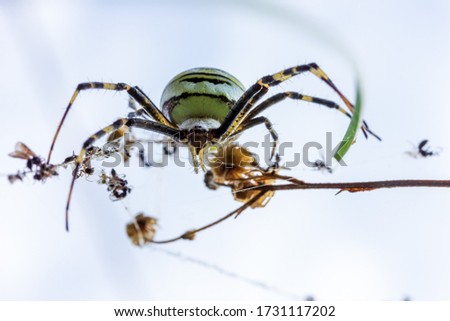 close-up front view of a female spider Argiope Bruennichi in its natural habitat