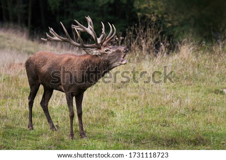 Red deer (Cervus elaphus), massive male during the rutting season, with huge antlers, dirty fluffy fur, in his natural forest habitat, Slovakia. Royalty-Free Stock Photo #1731118723