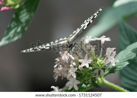 Black and white butterfly on a tender white flower in a green environment
