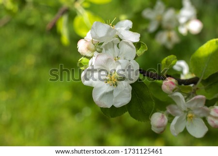blooming apple tree in the spring garden on green background