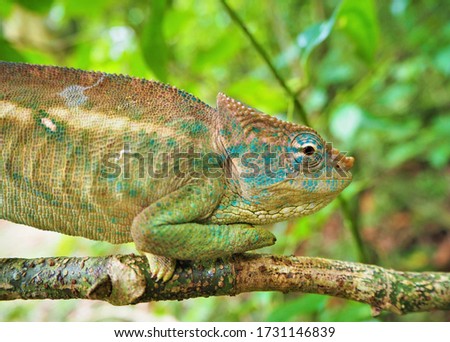 Chameleons in western part of Madagascar