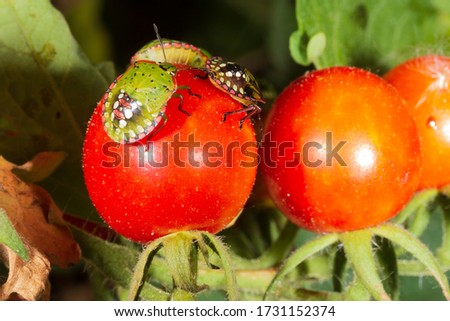 bug pest harmful turtle (Eurygaster integriceps) on ripe tomatoes close-up