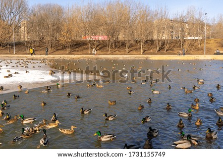 Group of wild ducks near the icy pond in winter time, wintering of wild ducks in the city, fauna ecosystem