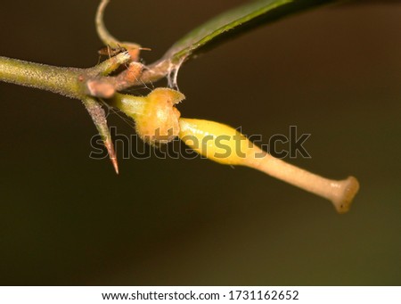 Yellow colored of Triphasia Trifolia flower pistil, commonly known as Lime Berry in the garden