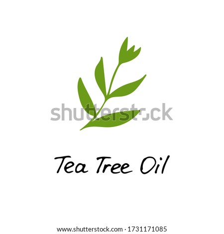 Tea Tree Plant. Cosmetic ingredient tea tree oil. Hand drawn icon for print and web. Vector graphic.