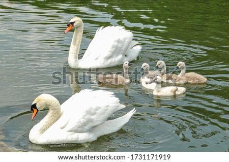 swan family at claer lake in summer Season in Royal Park in Laxenburg