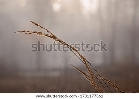 grasses in the morning dew