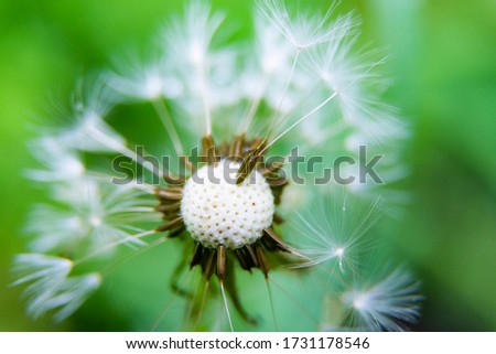 Dandelion seed in macro picture, shallow DoF