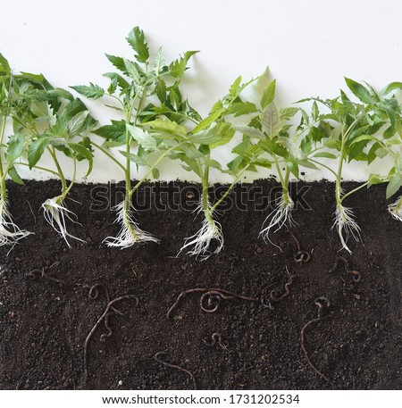 A visual guide to how earthworms live in the soil and help loosen the earth.Layout of tomato plants with roots in the soil and earthworms.