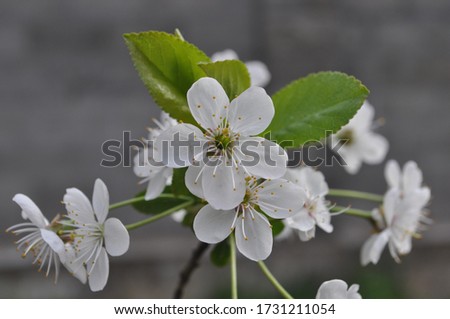 apple tree flowers on a spring branch