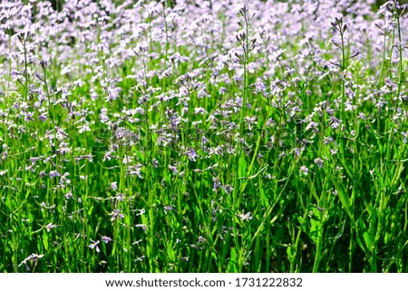 Meadow flowers, beautiful nature Sunny day