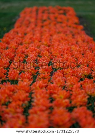 Group of orange tulips. Selective focus. Colorful carpet of flowers. Colorful tulips photo background.
