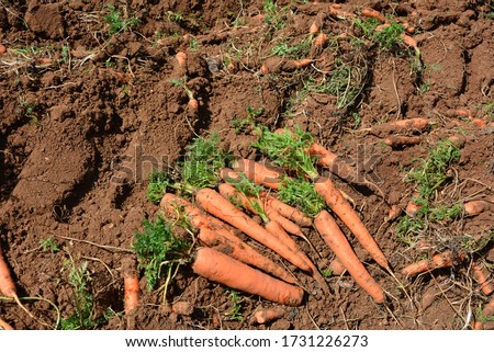 The carrot is a biennial plant in the umbellifer family Apiaceae. At first, it grows a rosette of leaves while building up the enlarged taproot.