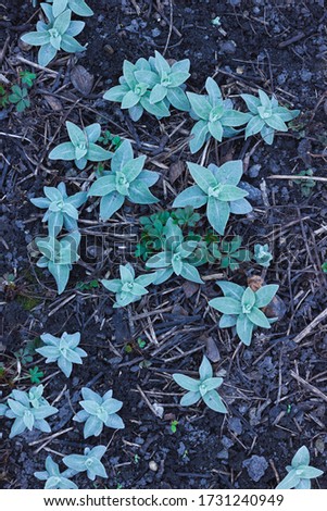 Green leaves on the ground