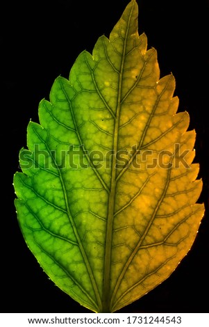 abstract leaf green yellow editing
