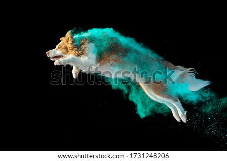 Holi jumping - dog covered in turquise holi powder performing a jump creating a beautiful cloud of colors