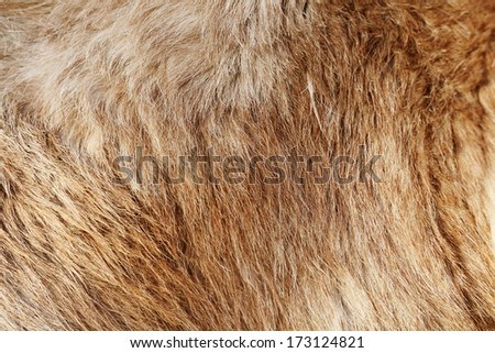 Closeup horizontal photo of soft red fur