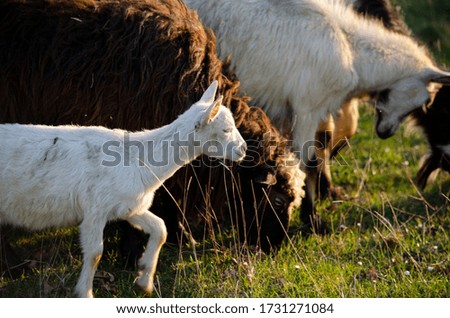 Livestock farm, herd of sheep looking very cute