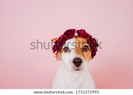 portrait of cute jack russell dog wearing a crown of flowers over pink background. Spring or summer concept