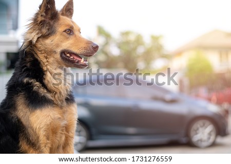 close up picture of guard dog sitting in front of house with blurred car and garden background, Thai dog, Watchdog concept Royalty-Free Stock Photo #1731276559