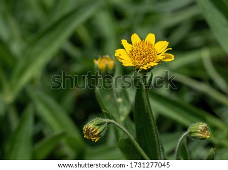 Yellow Arnica (Arnica Montana) herb blossom with nice bokeh.  Shallow depth of field