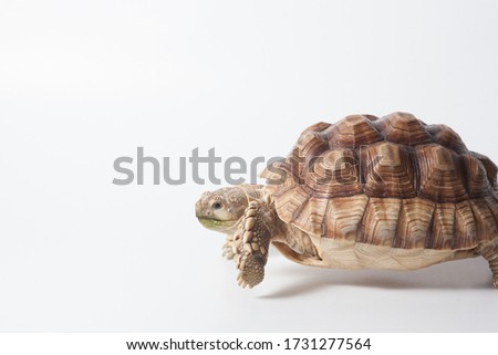 African species of tortoise (Centrochelys sulcata) on white background isolated