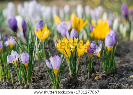 Spring crocuses bloom in the Park. Fresh beautiful purple and yellow crocuses, selective focus. Royalty-Free Stock Photo #1731277867
