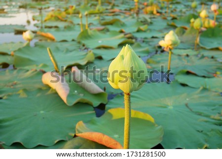 White lotus flower or water lily in a pond with beautiful sunlight in the morning.