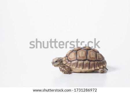 African species of tortoise (Centrochelys sulcata) on white background isolated
