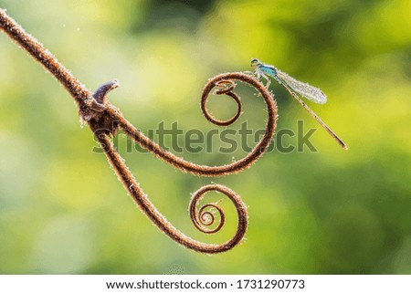 the blue needle dragonfly in Thailand