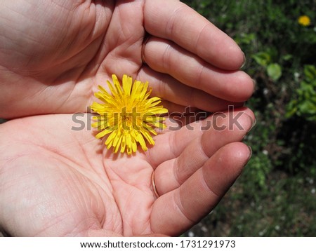 Hand holding a yellow dandelion in springtime.
