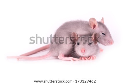 Picture of two tired baby rats sleeping on white background (1 month)