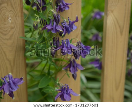 Spring Flowering Purple Columbine Wild Flower (Aquilegia vulgaris) Growing Through a Wooden Picket Fence on the Edge of a Wood in Rural Devon, England, UK