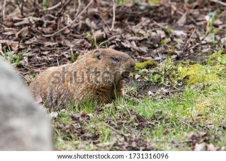The groundhog (Marmota monax) portrait