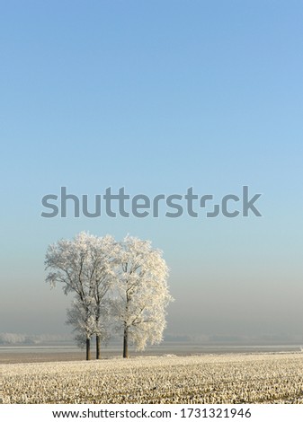 Horizontal photograph of two white frozen trees along white frozen agricultural field. Cold Early morning sunrise with fog in the background. Winter wonderland landscape Image with copy space.