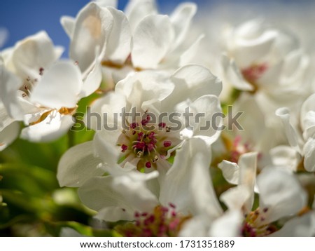 blooming apple trees in white flowers