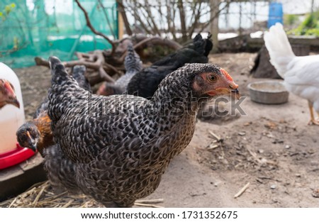 Portrait of a chicken. Close up picture of a hen. Spotted and brown chicken. Traditional small farm in Estonia. Poultry. Egg production machine.  Dinosaurs in our garden. Bird head close high reso.