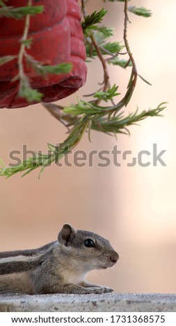 baby Squirrel on wall, ground squirrels, chipmunks, marmots, flying squirrels on wall, selective focus with blur