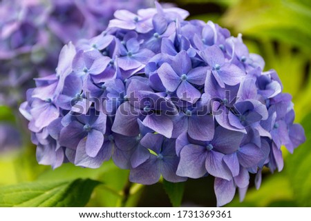 beautiful close up detail shot of a blue hortensia, botanical background wallpaper