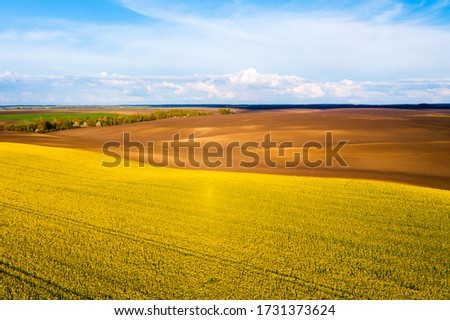 Bright yellow field and perfect blue sky. Agricultural area of Ukraine, Europe. Concept of agrarian industry. Aerial photography, top view drone shot. Artistic wallpaper. Beauty of earth.