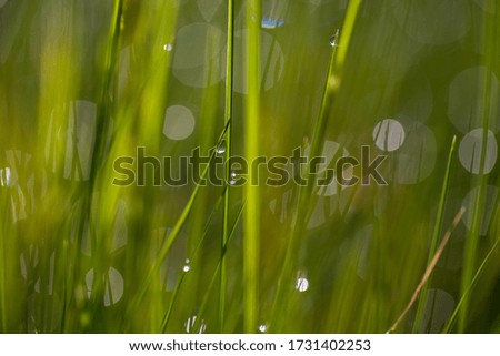Green grass with dew drops. Grass with morning dew in sunshine abstract background.