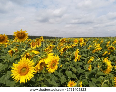 Yellow sunflowers on a wide field