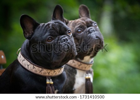 Two dogs french bulldogs, brindle and black color, portrait Royalty-Free Stock Photo #1731410500